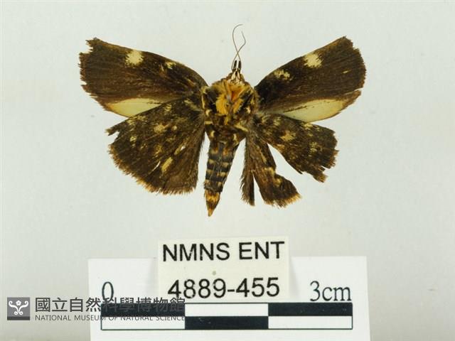 燄駝蛾藏品圖，第2張