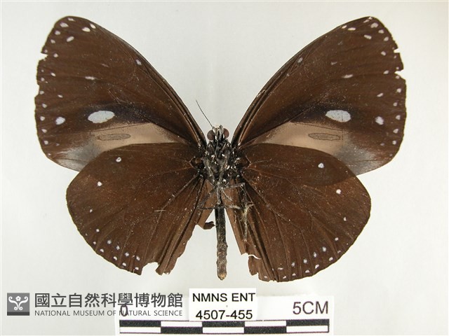 圓翅紫斑蝶藏品圖，第2張