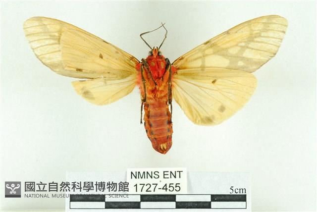 乳白斑燈蛾藏品圖，第2張