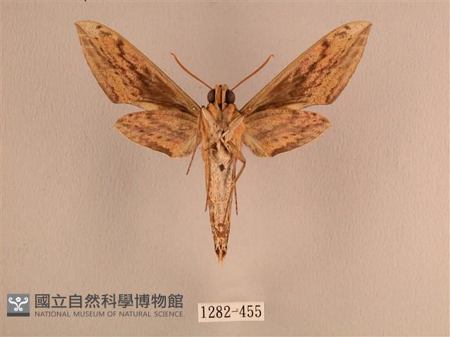 背線天蛾藏品圖，第2張