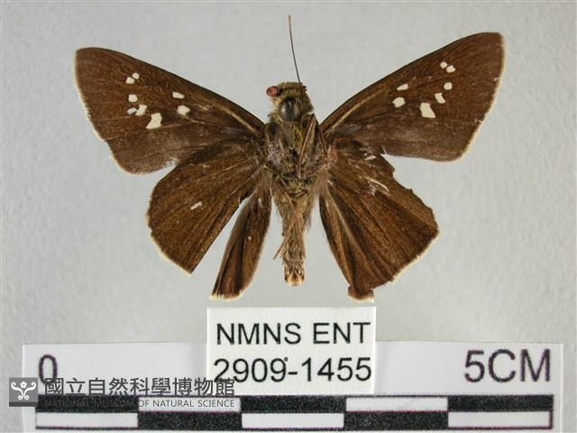 黯弄蝶藏品圖，第2張