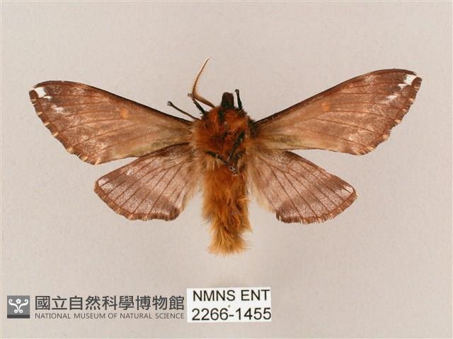 井上氏絨毛天蛾藏品圖，第2張