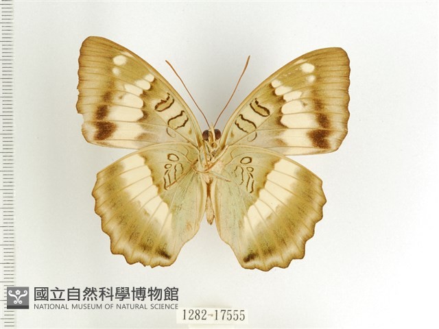 臺灣翠蛺蝶藏品圖，第2張