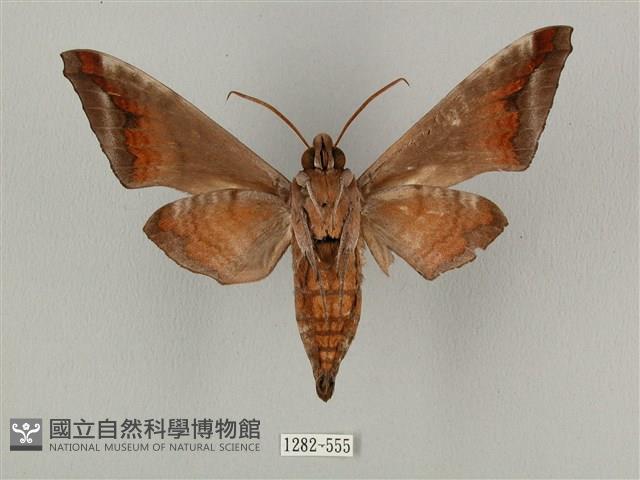 全緣缺角天蛾藏品圖，第2張