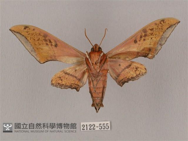 廣東鷹翅天蛾藏品圖，第2張