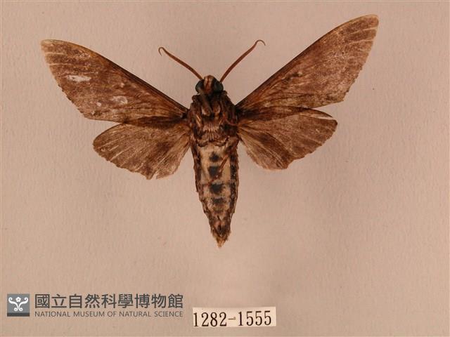 白星天蛾藏品圖，第2張