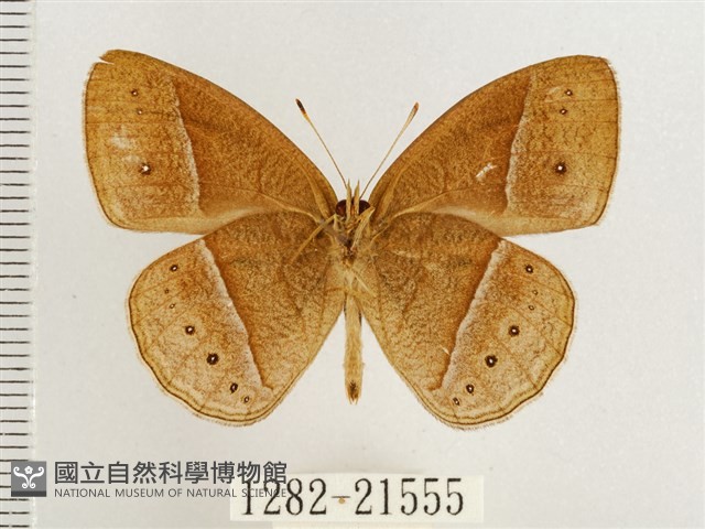 淺色眉眼蝶藏品圖，第2張