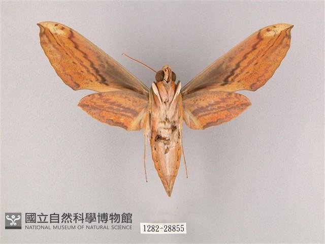 綠背斜紋天蛾藏品圖，第2張