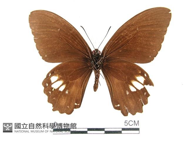 無尾白紋鳳蝶藏品圖，第2張