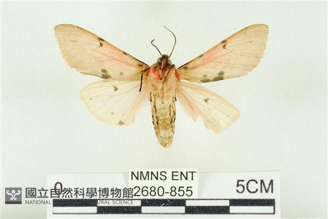 棍棒污燈蛾藏品圖，第2張