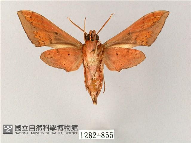 雙斑白肩天蛾藏品圖，第2張