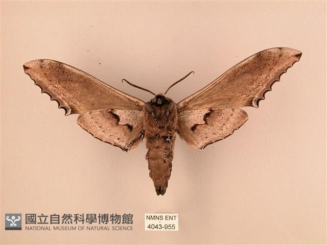 臺灣鋸翅天蛾藏品圖，第2張