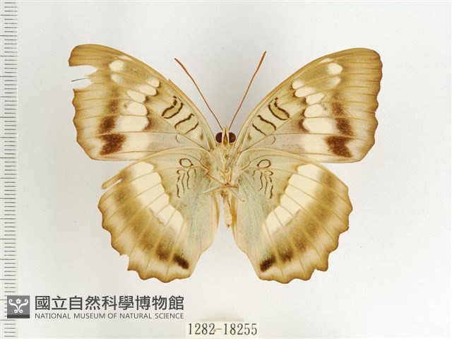 臺灣翠蛺蝶藏品圖，第2張
