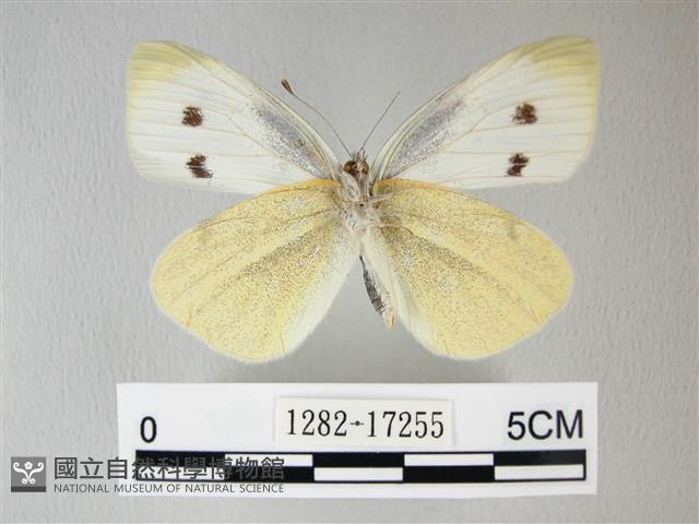 白粉蝶、紋白蝶藏品圖，第2張