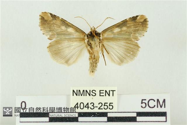 連珠波紋蛾藏品圖，第2張