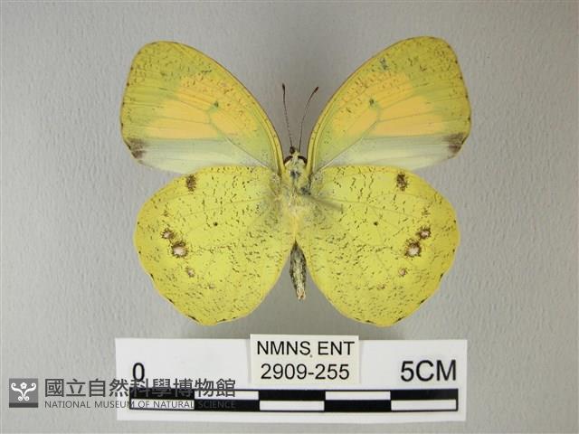 異粉蝶、雌白黃蝶藏品圖，第2張