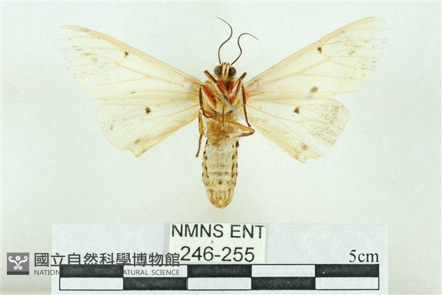 菊池污燈蛾藏品圖，第2張