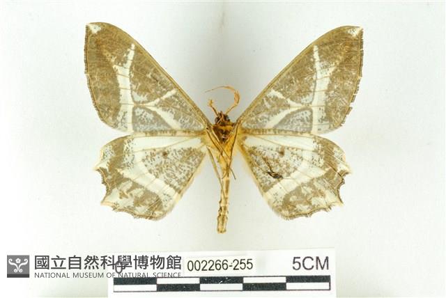 樹形尺蛾藏品圖，第2張