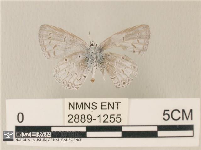 靛色琉灰蝶藏品圖，第2張