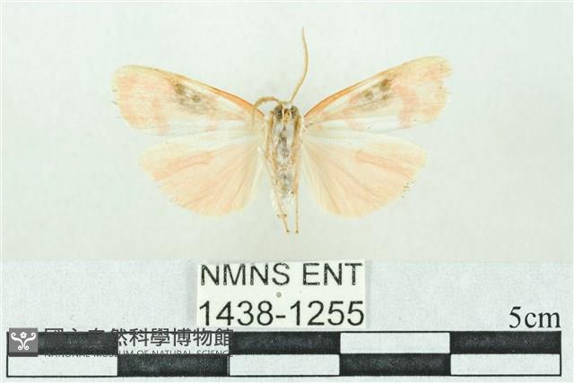 臺雪苔蛾藏品圖，第2張