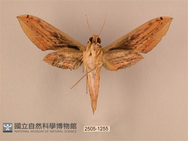 棕綠背線天蛾藏品圖，第2張
