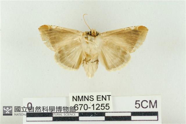 印華波紋蛾藏品圖，第2張