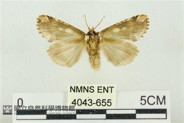 連珠波紋蛾藏品圖，第2張