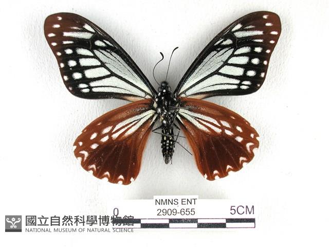 斑鳳蝶藏品圖，第2張