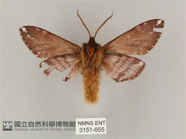 井上氏絨毛天蛾藏品圖，第2張