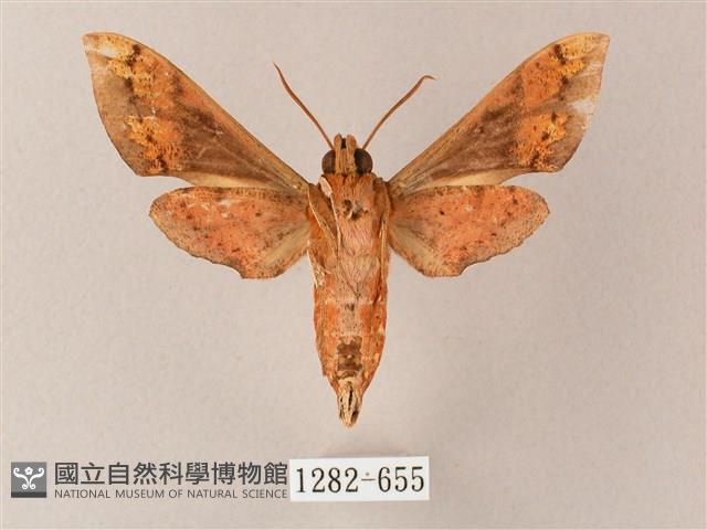 雙斑白肩天蛾藏品圖，第2張