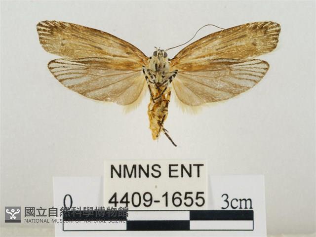 線紋篩蛾藏品圖，第2張