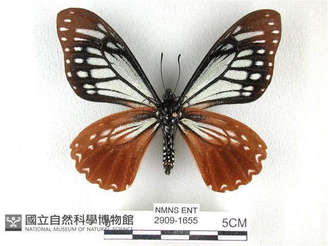 斑鳳蝶藏品圖，第2張