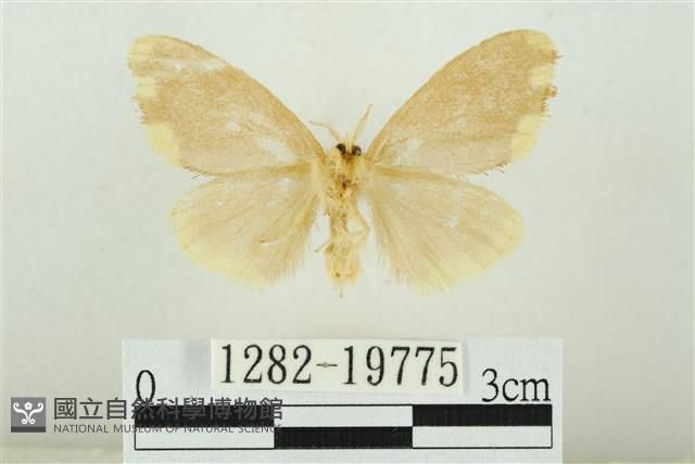 黑翅黃毒蛾藏品圖，第2張