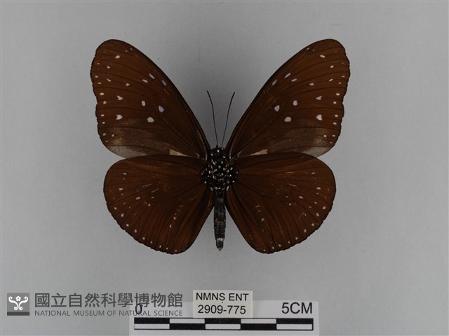 異紋紫斑蝶藏品圖，第2張