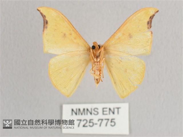 彎黑黃鉤蛾藏品圖，第2張