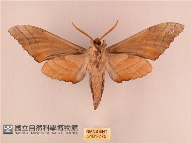 栗六點天蛾藏品圖，第2張