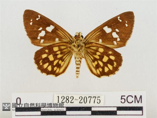 臺灣流星弄蝶藏品圖，第2張