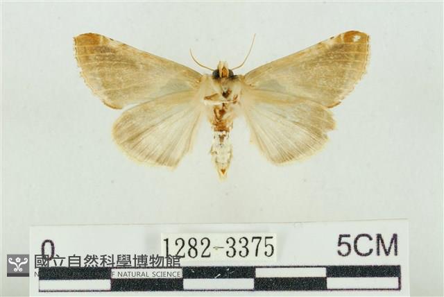 印華波紋蛾藏品圖，第2張