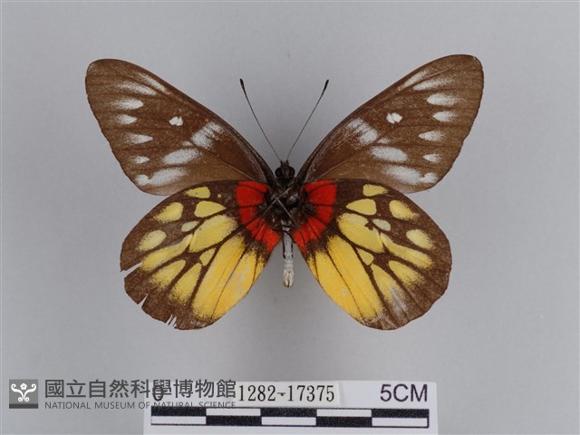 豔粉蝶藏品圖，第2張