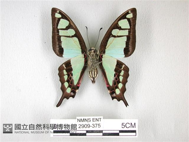 寬帶青鳳蝶藏品圖，第2張
