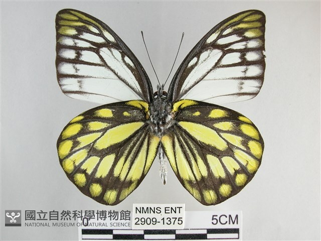 鋸粉蝶藏品圖，第2張
