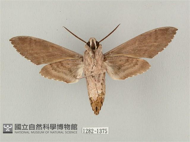 蝦殼天蛾藏品圖，第2張