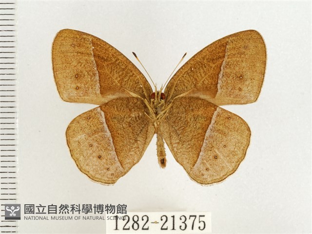 淺色眉眼蝶藏品圖，第2張