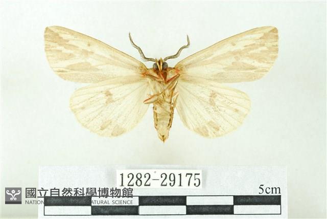 赭新污燈蛾藏品圖，第2張