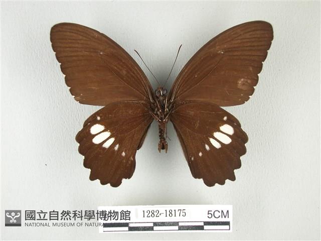 無尾白紋鳳蝶藏品圖，第2張