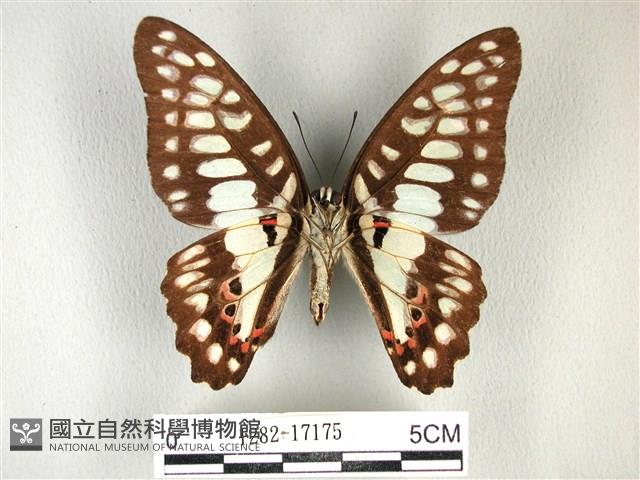 木蘭青鳳蝶藏品圖，第2張