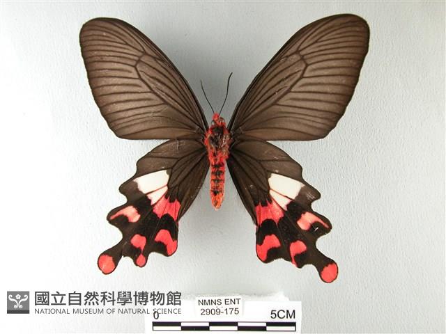 多姿麝鳳蝶藏品圖，第2張
