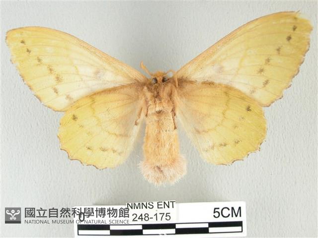 青枯葉蛾藏品圖，第2張