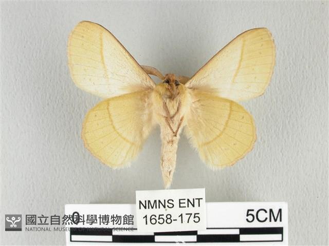 青枯葉蛾藏品圖，第2張