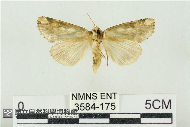 連珠波紋蛾藏品圖，第2張